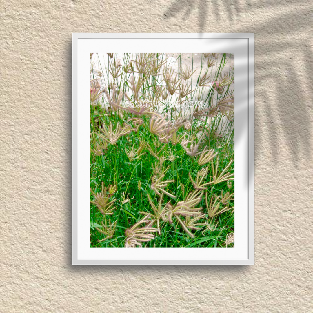 Feathery Flowers - Whispers in the Wind