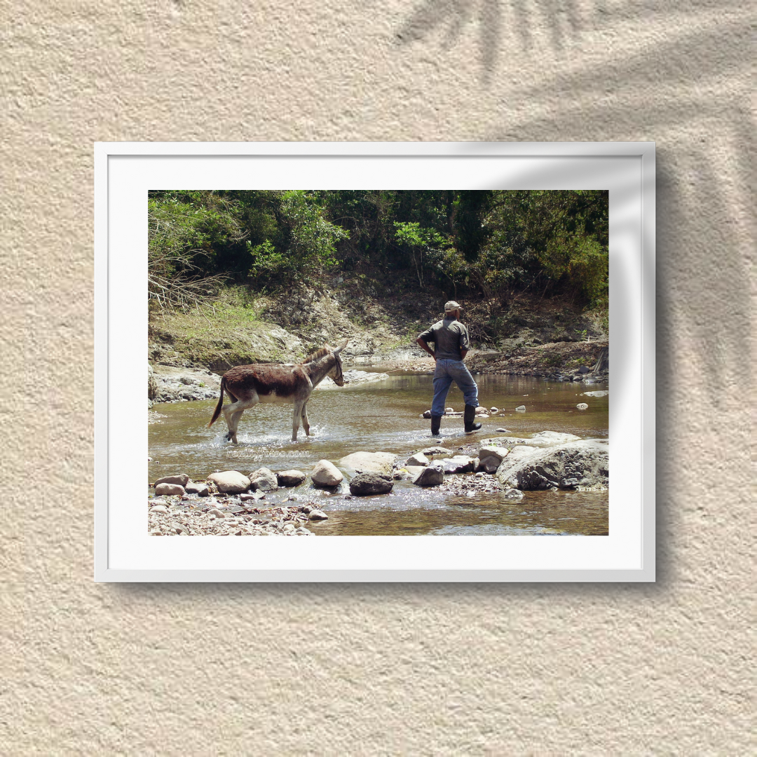 Rural Jamaica - Donkey Journey Across the River