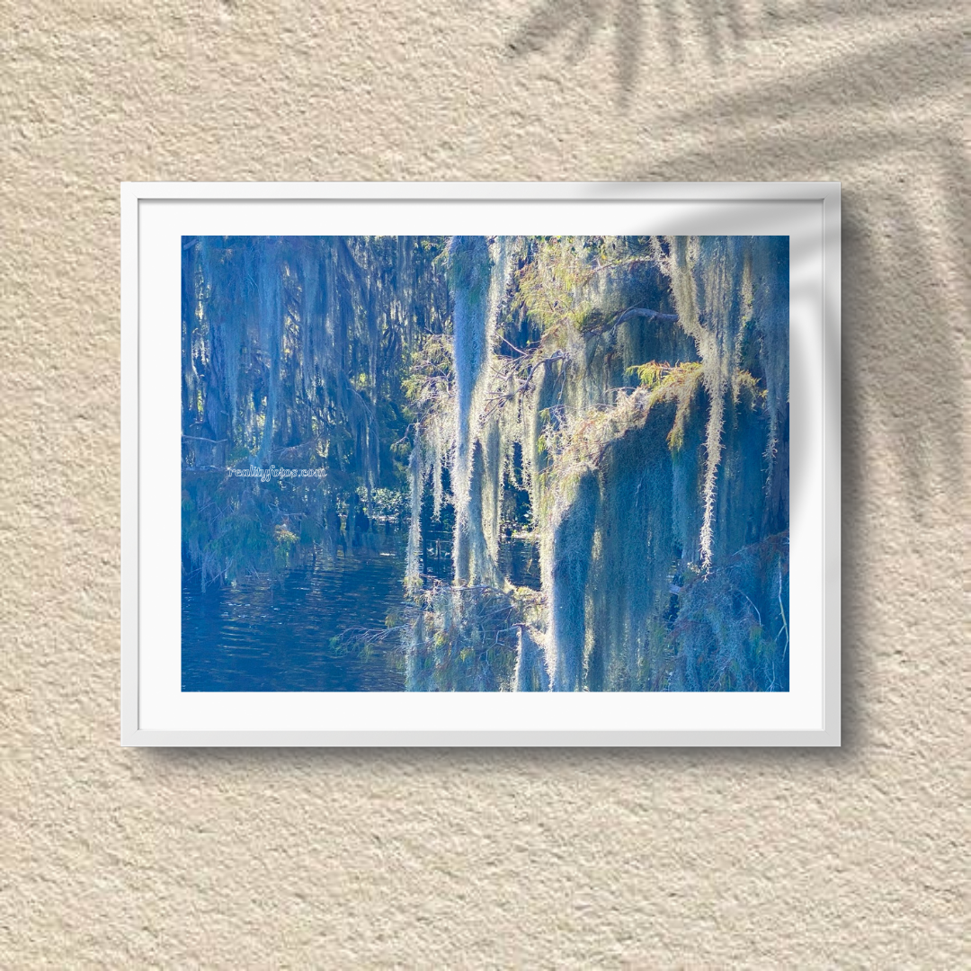 Mystical Spanish Moss Over Still Waters