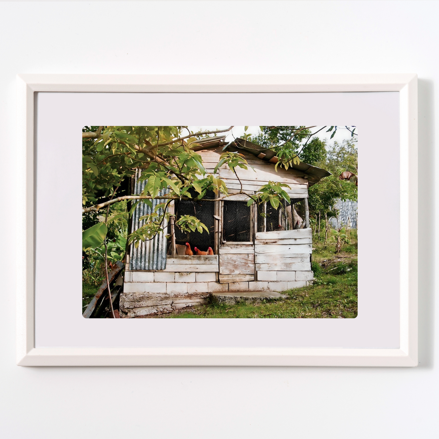 RUSTIC CHICKEN COOP IN RURAL JAMAICA