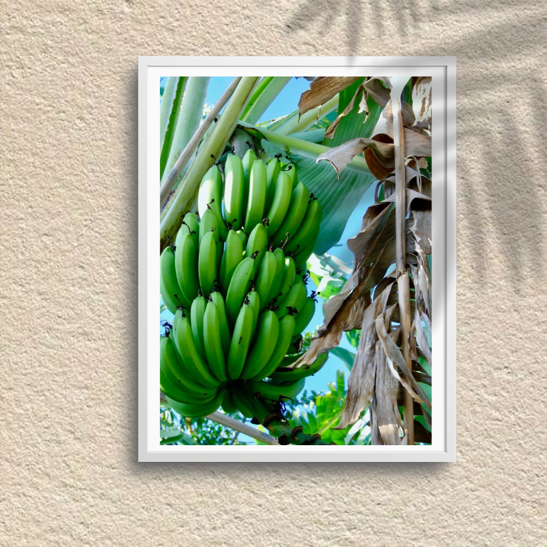 Banana Harvest - Jamaica