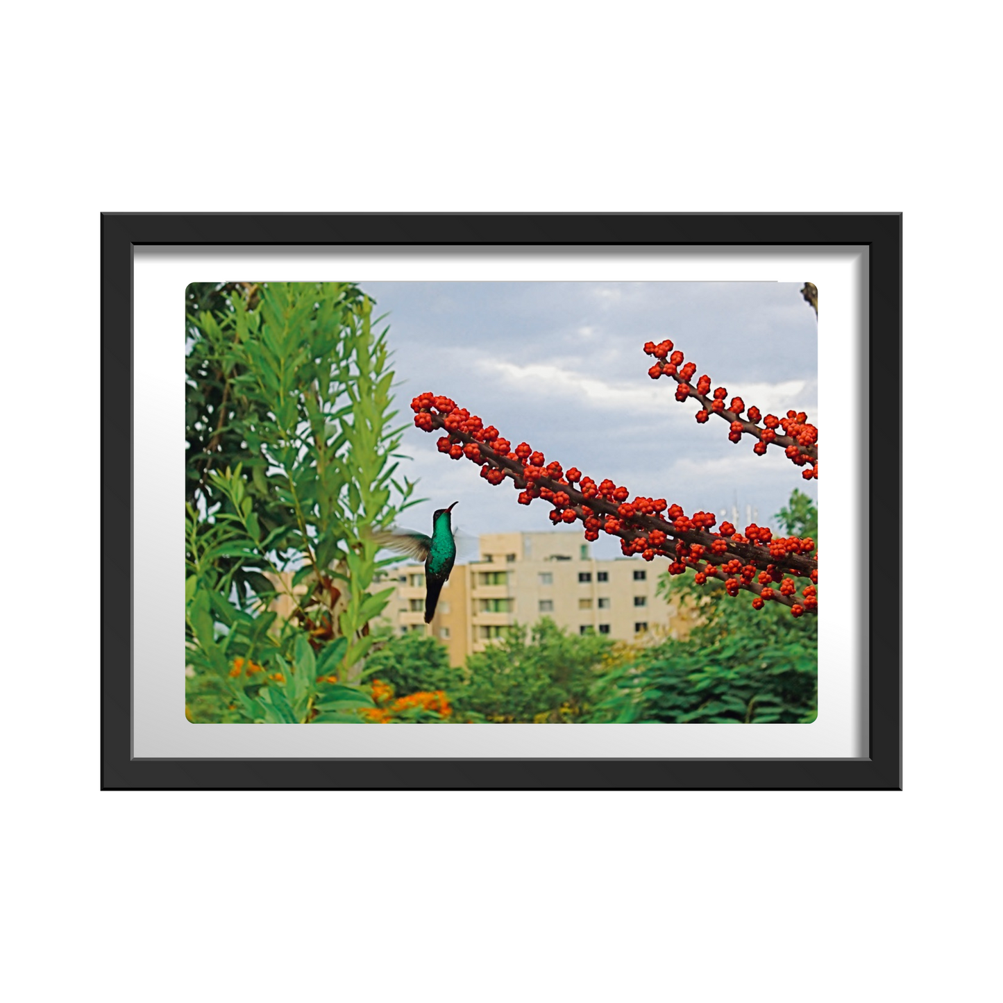 Humming Bird, National Bird of Jamaica, known as the Doctor Bird