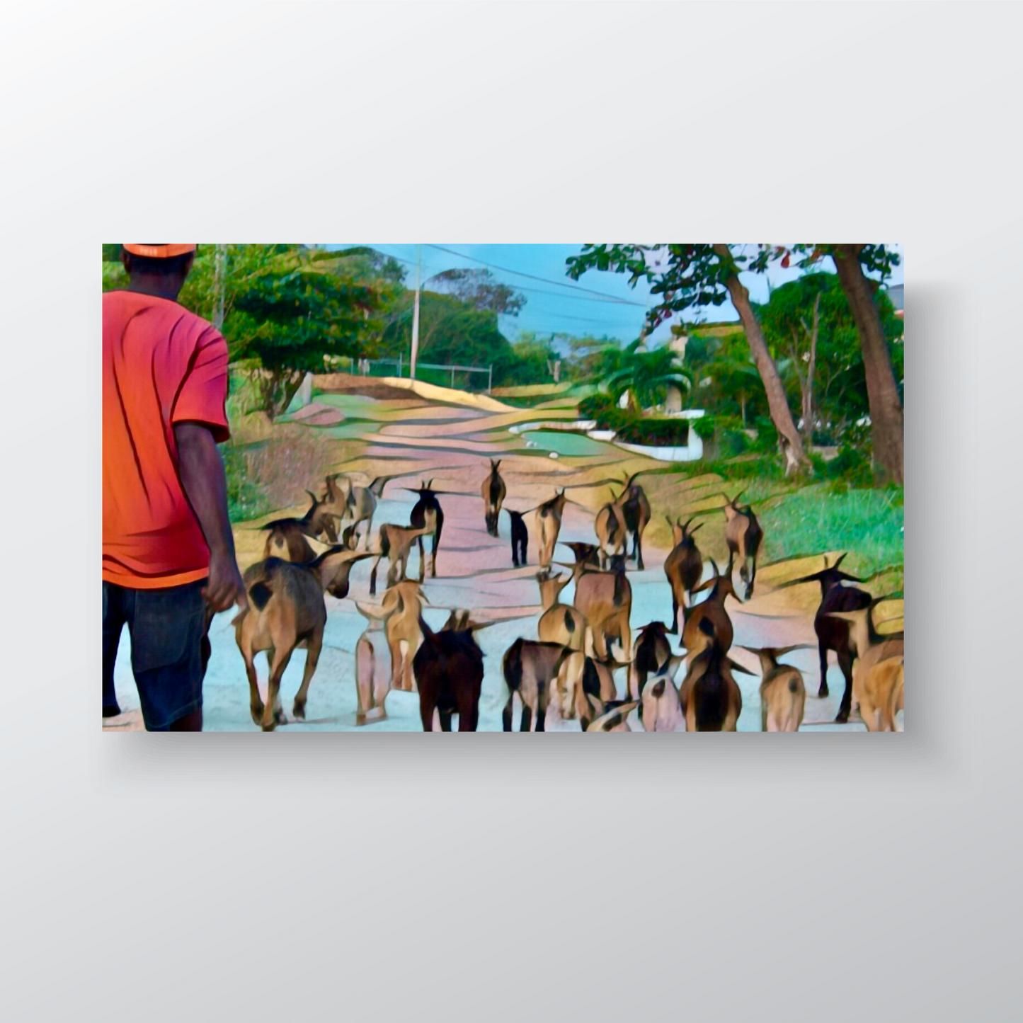 Goat Herd - Farmer in Rural Jamaica Tends to his Herd of Goats