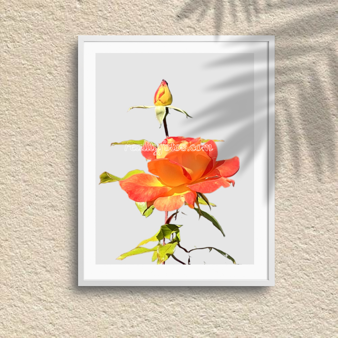 A Simple Rose - Promise in Bloom