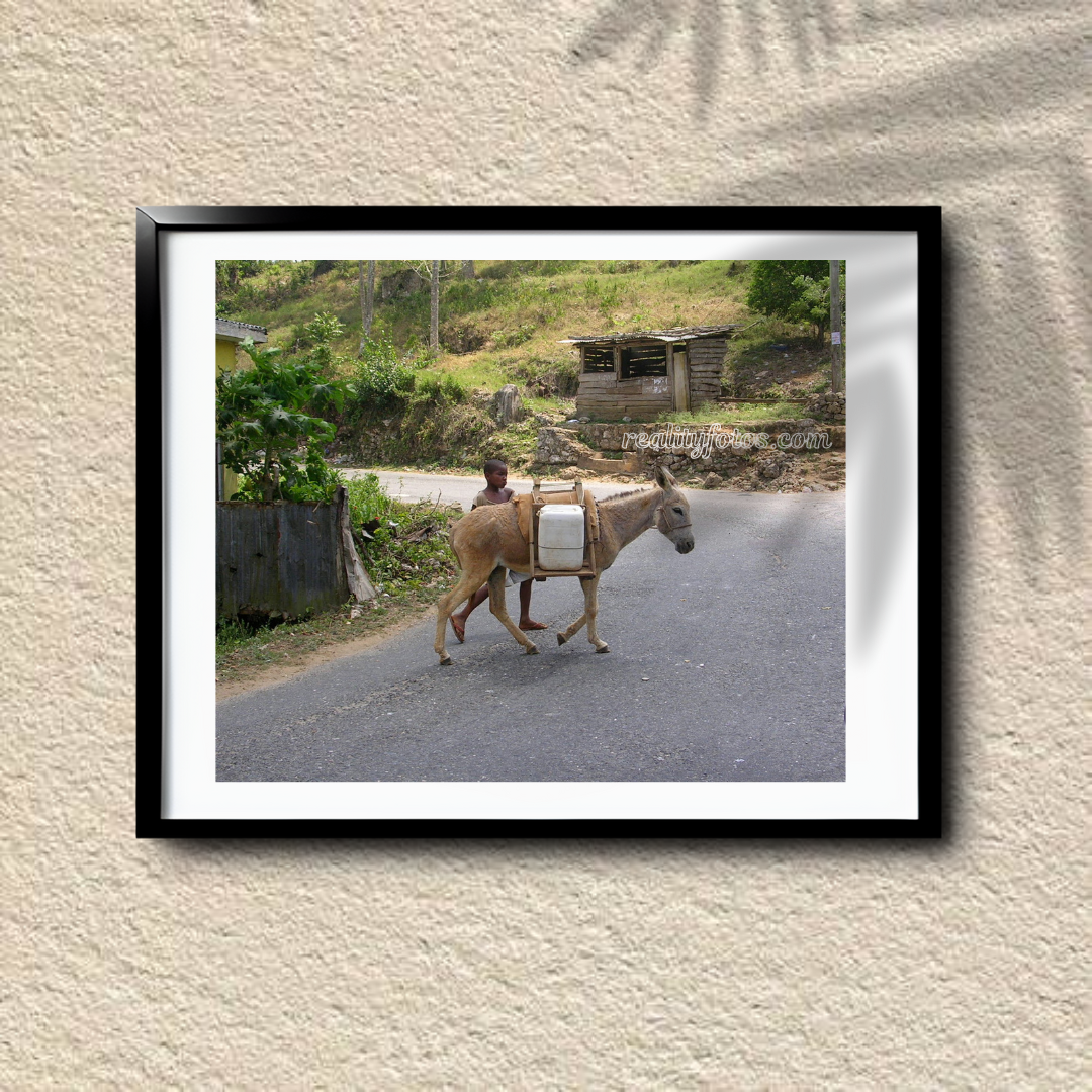 Boy with Donkey in Rural Jamaica -  Chores of the Land