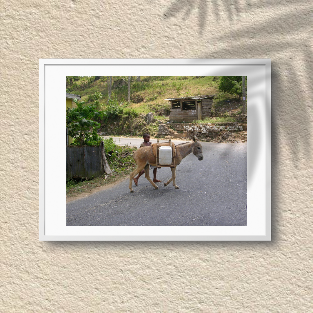 Boy with Donkey in Rural Jamaica -  Chores of the Land