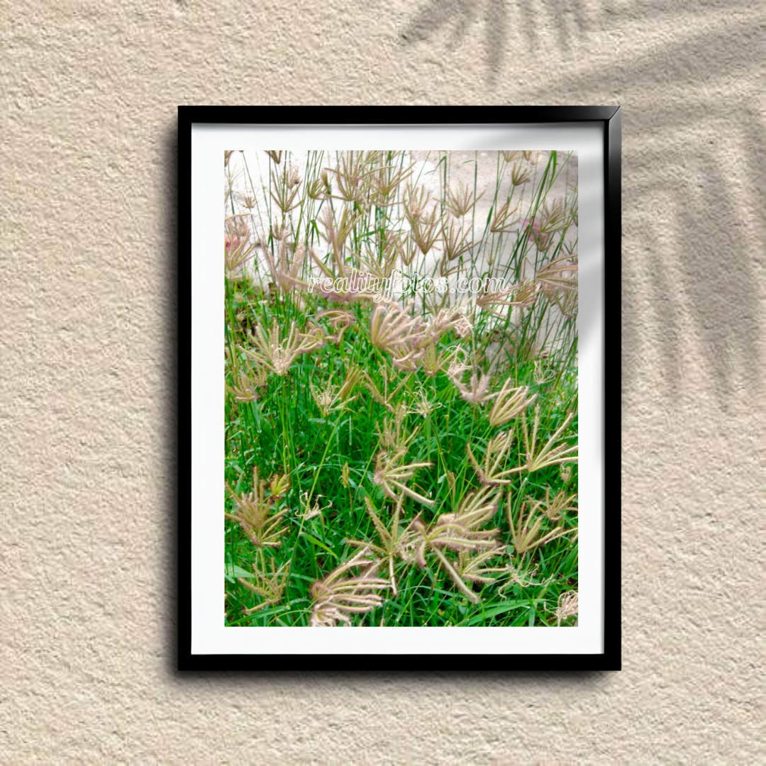 Feathery Flowers - Whispers in the Wind