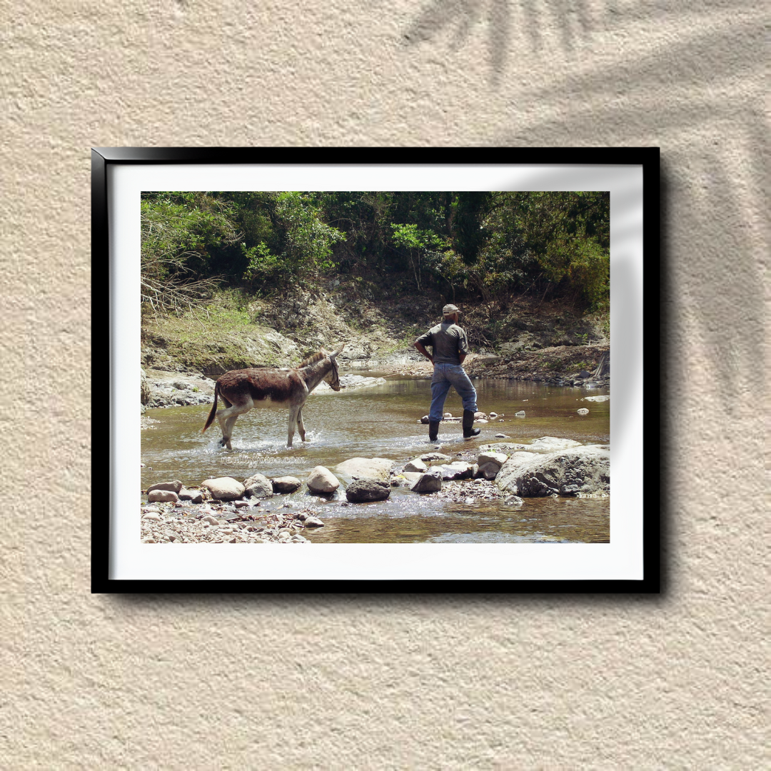 Rural Jamaica - Donkey Journey Across the River