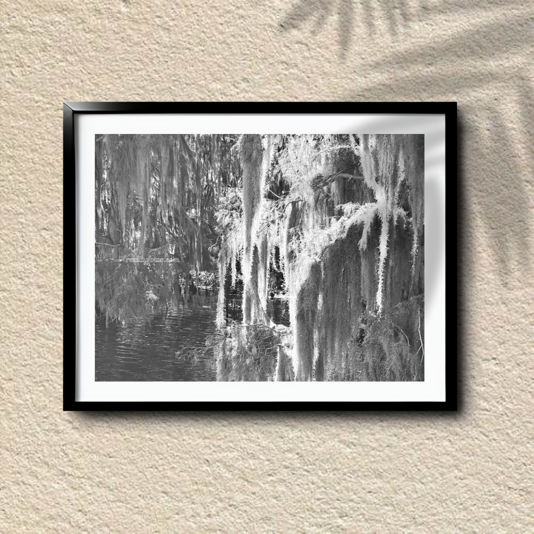 Mystical Spanish Moss Over Still Waters