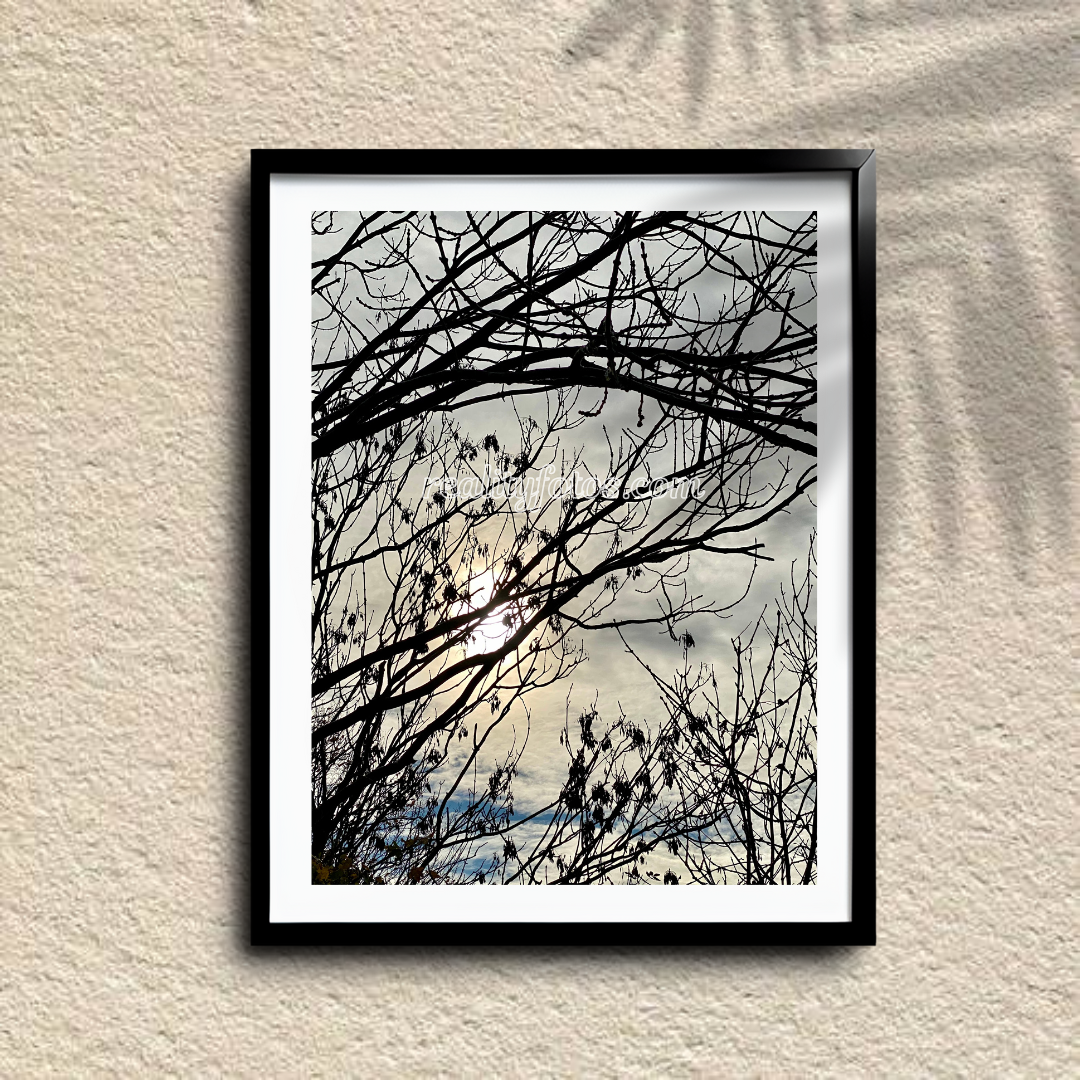 Sun Going Down View Through Brances - Golden Glimpse