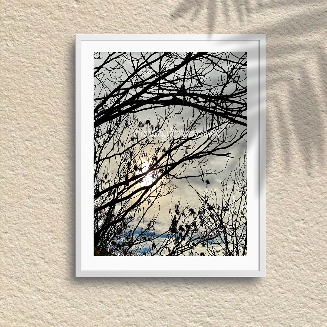 Sun Going Down View Through Brances - Golden Glimpse