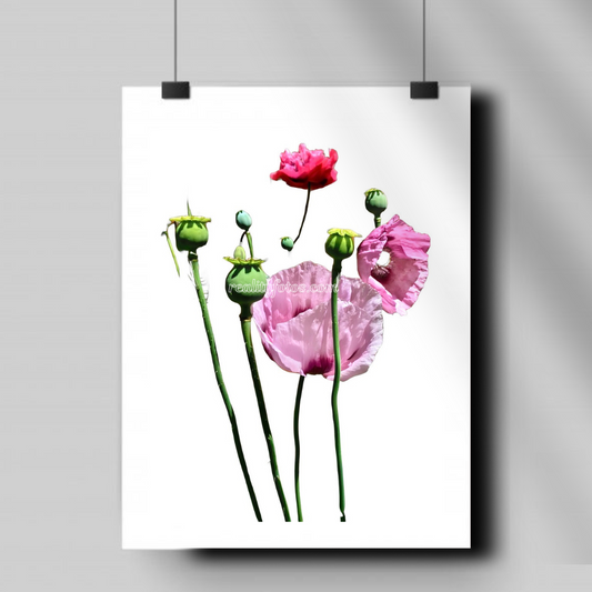 Bunch of Pink Flowers - Fleeting Beauty