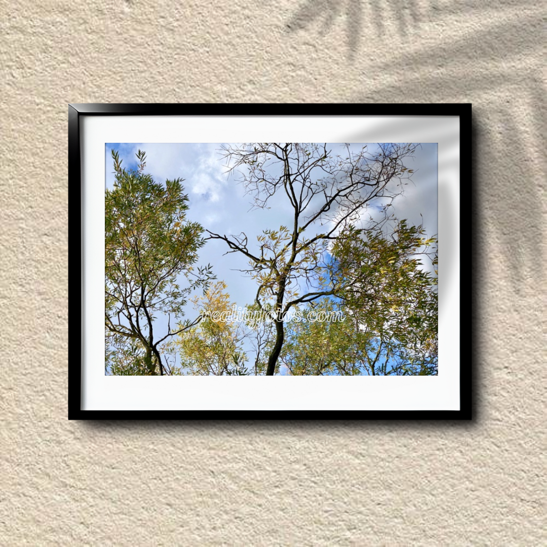 Autumn Canopy - Changing Leaves