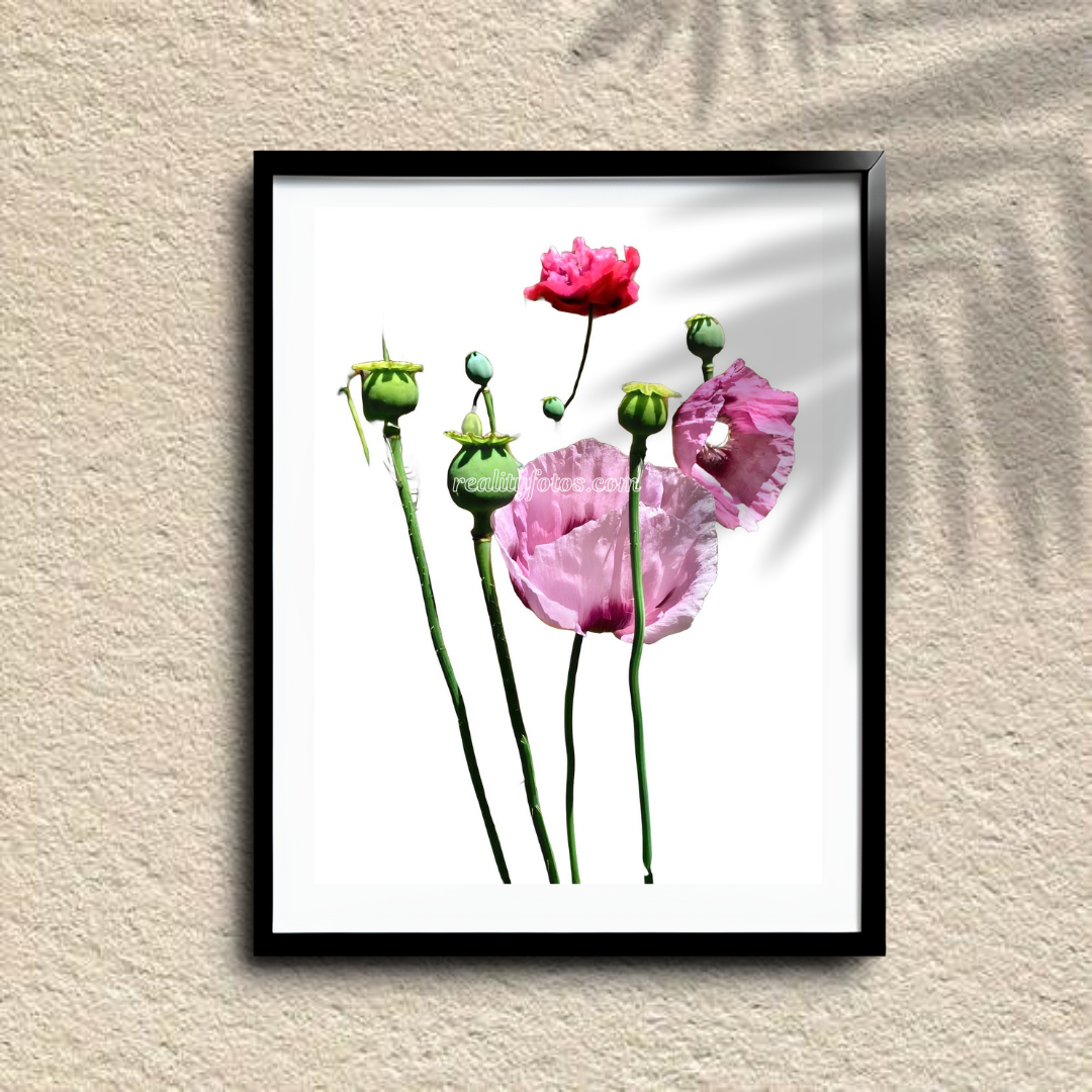 Bunch of Pink Flowers - Fleeting Beauty