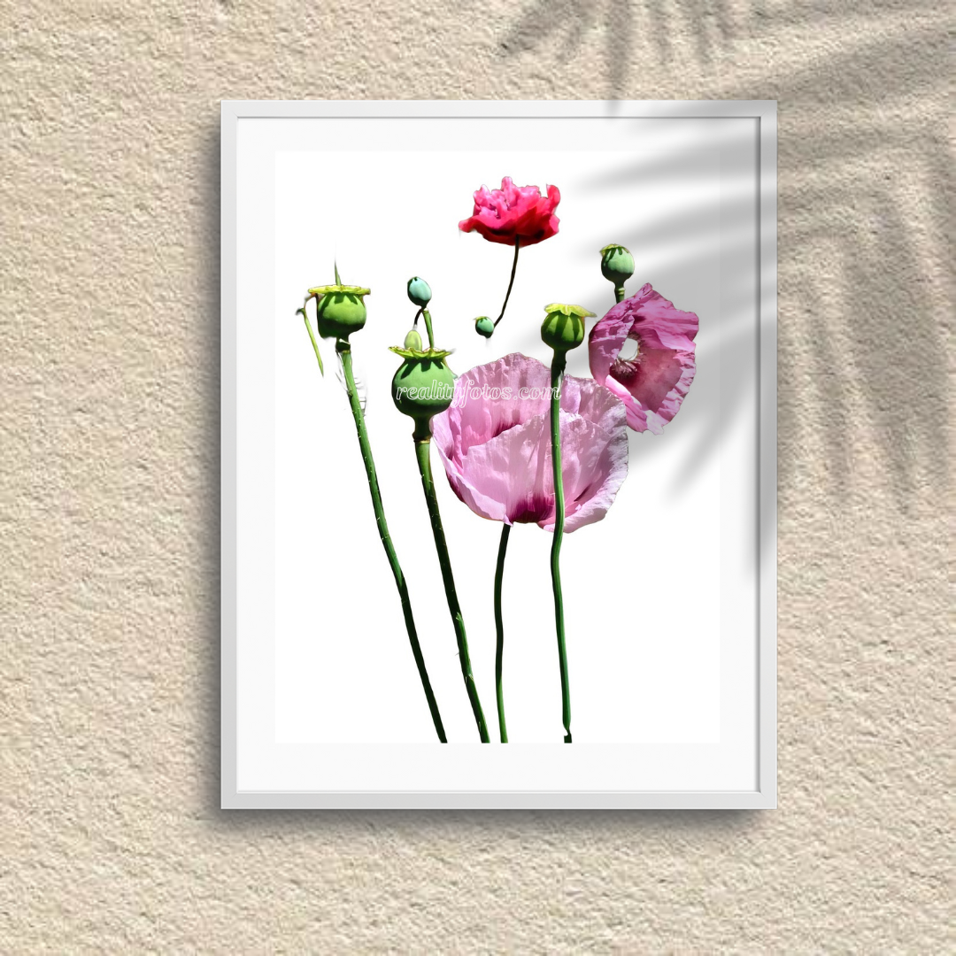 Bunch of Pink Flowers - Fleeting Beauty