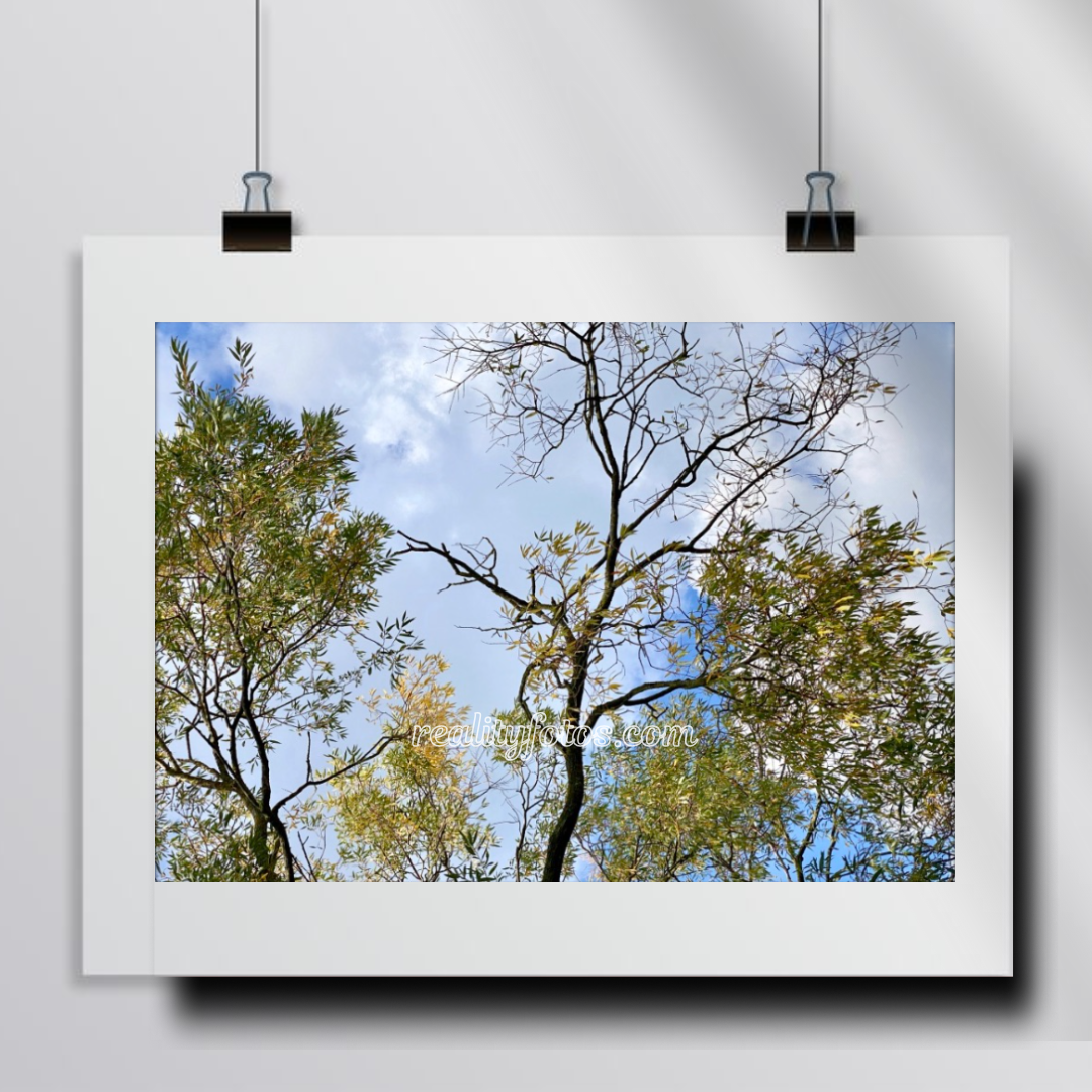 Autumn Canopy - Changing Leaves