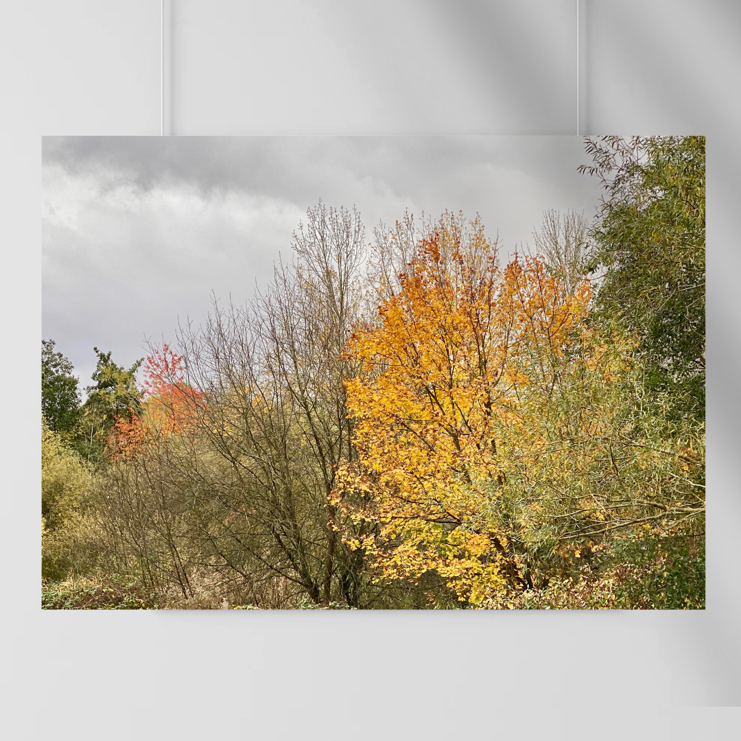 Autumn's Embrace - Vibrant Autumn Trees