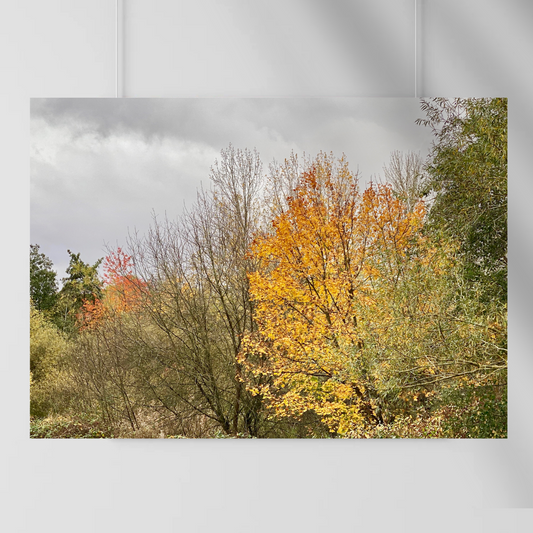 Autumn's Embrace - Vibrant Autumn Trees