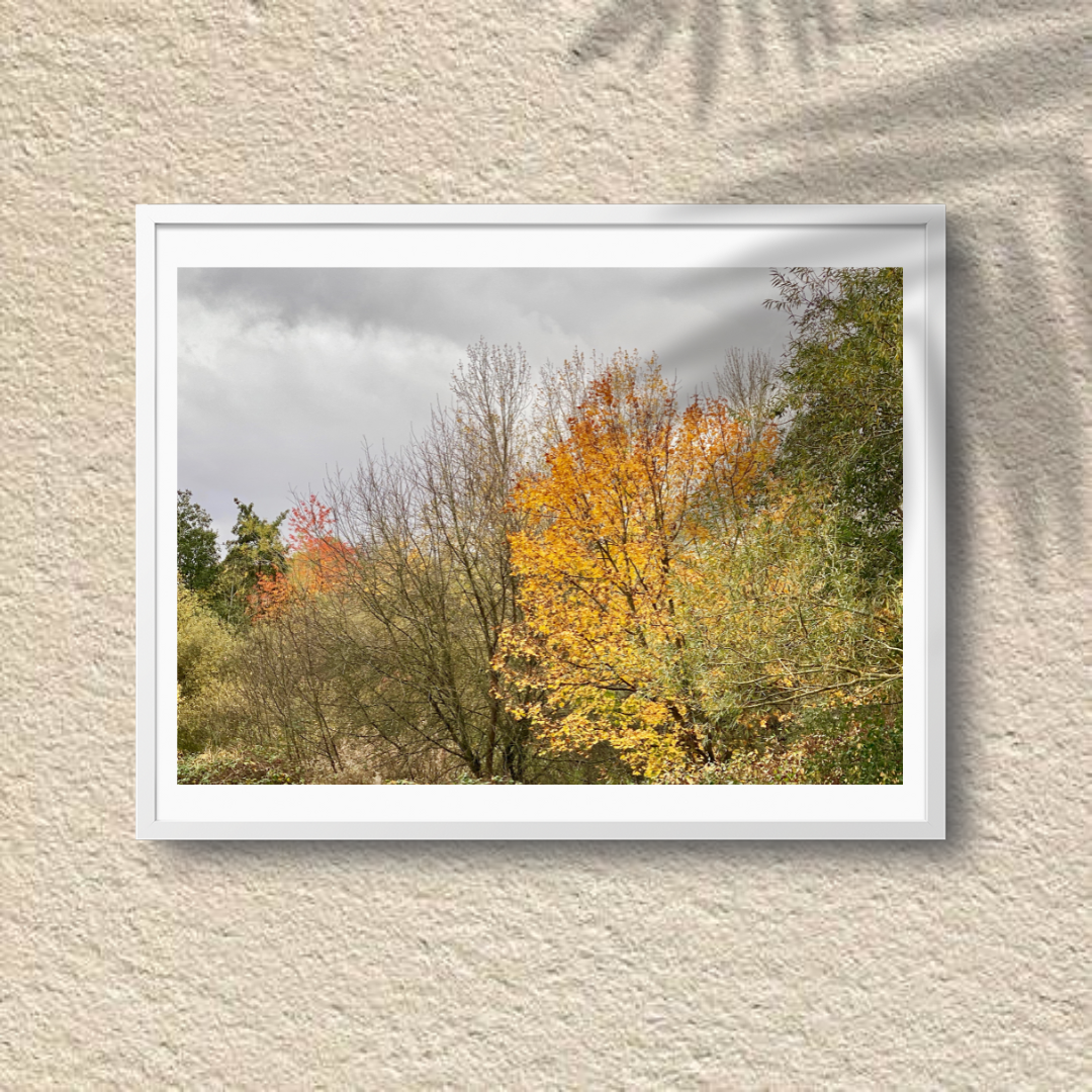 Autumn's Embrace - Vibrant Autumn Trees