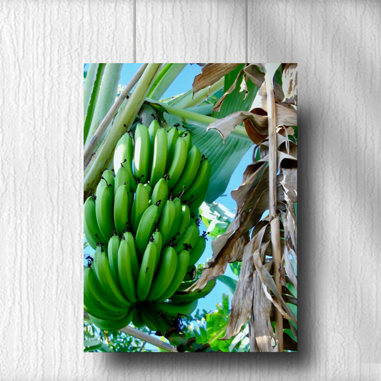 Banana Harvest - Jamaica