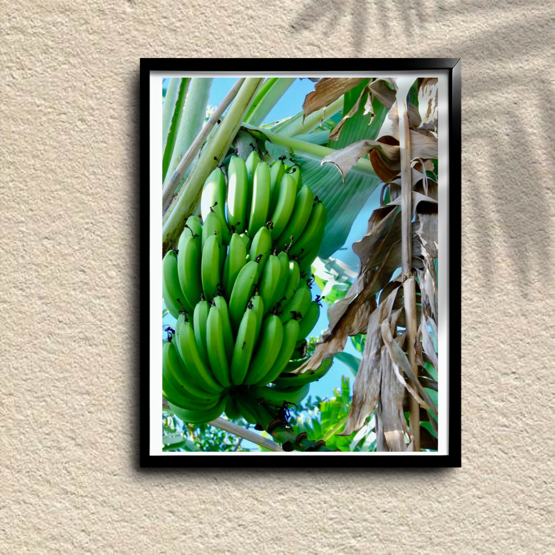 Banana Harvest - Jamaica