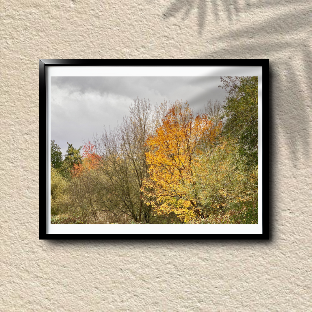 Autumn's Embrace - Vibrant Autumn Trees