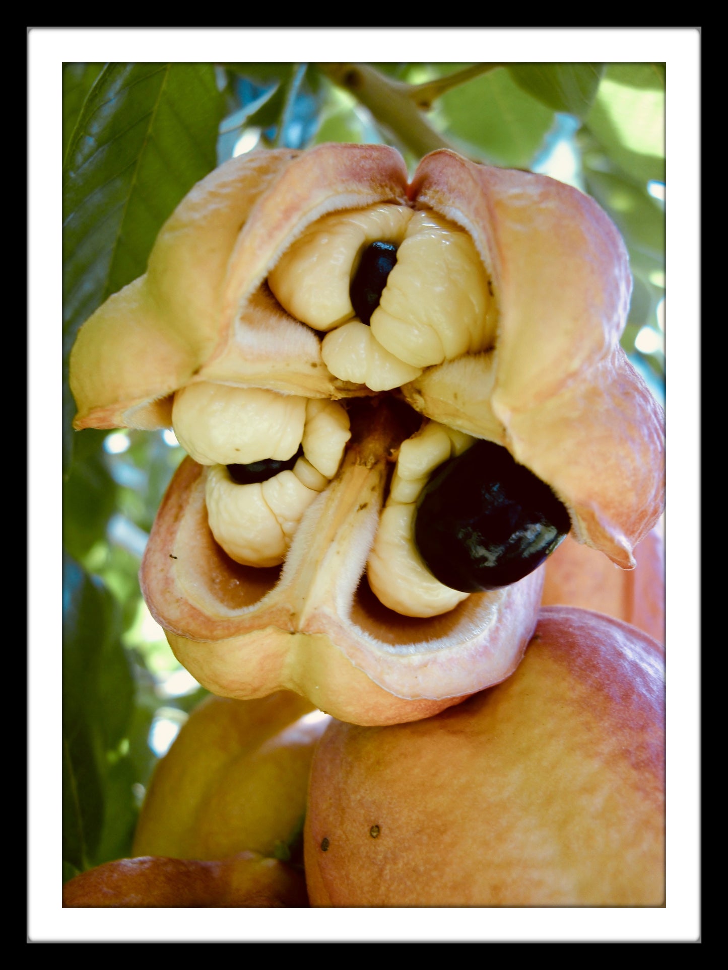 Ackee - Jamaica National Dish
