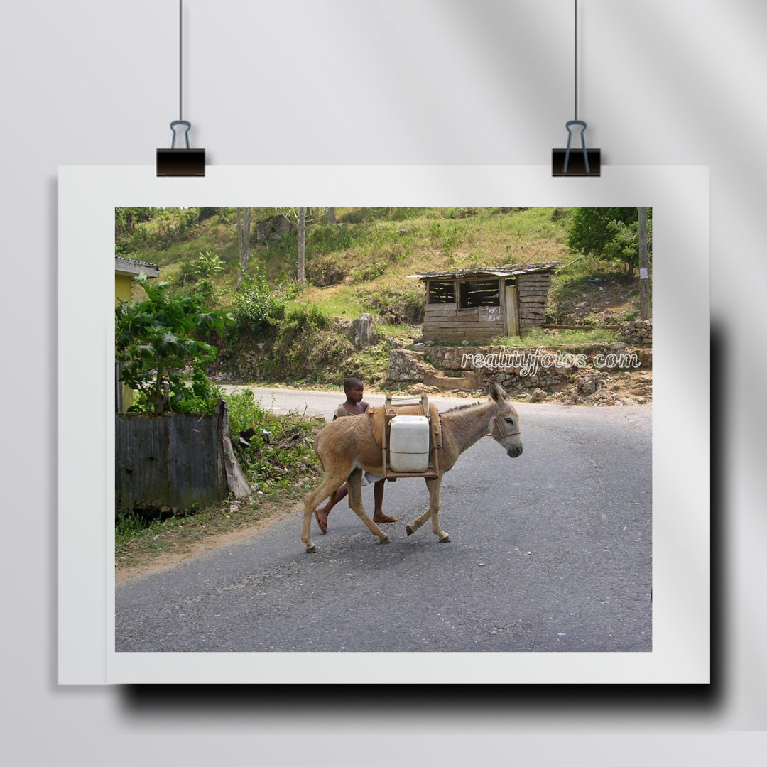 Boy with Donkey in Rural Jamaica -  Chores of the Land