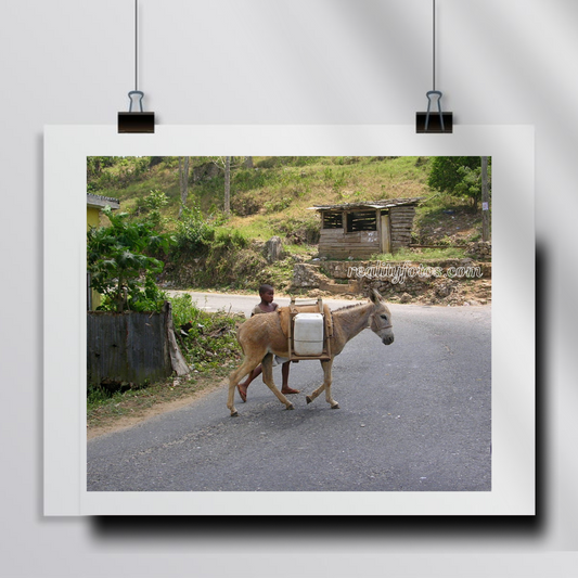 Boy with Donkey in Rural Jamaica -  Chores of the Land