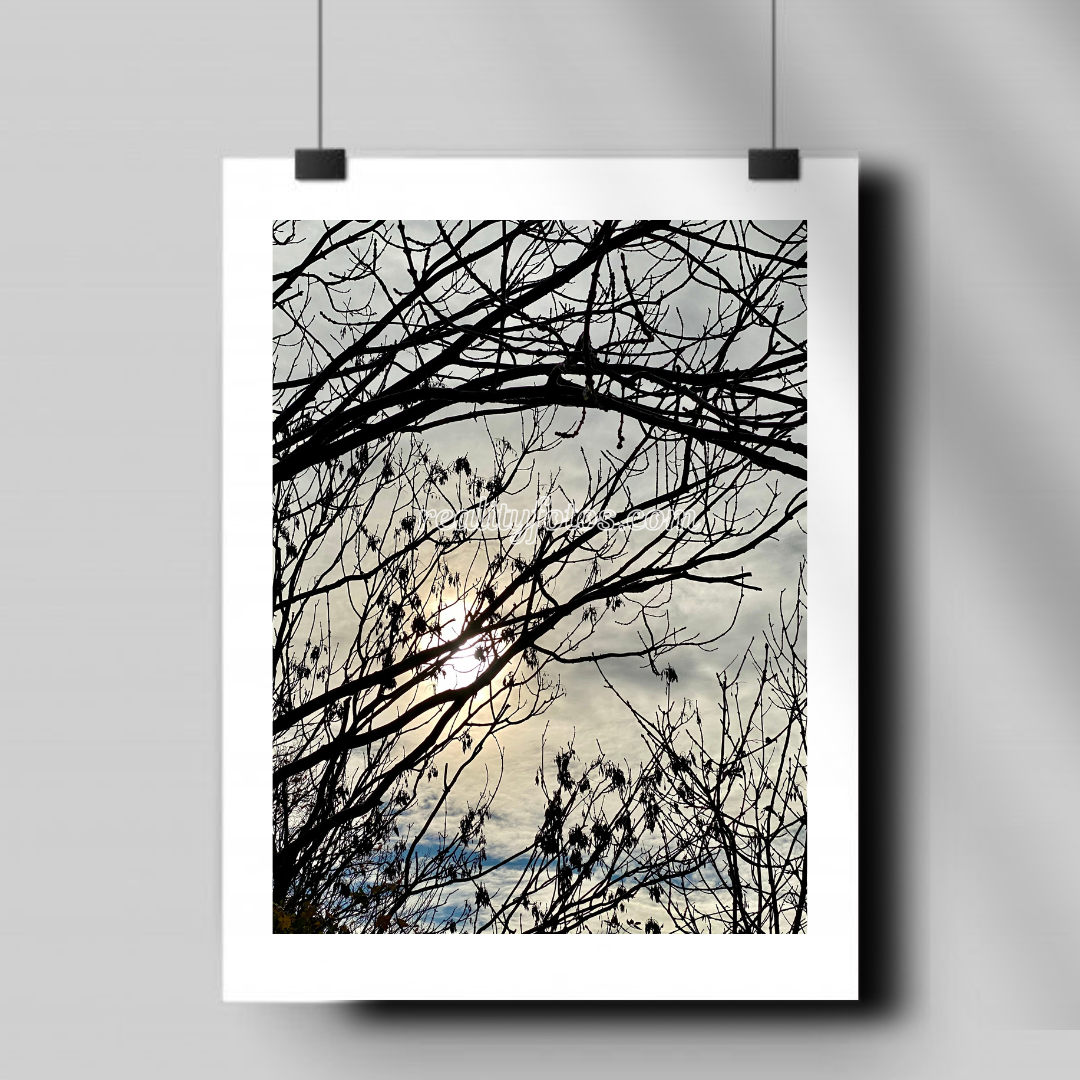 Sun Going Down View Through Brances - Golden Glimpse