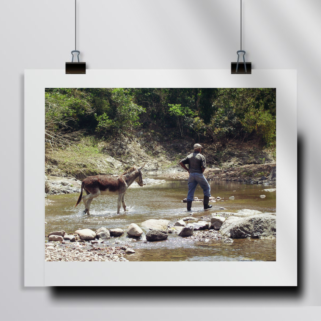 Rural Jamaica - Donkey Journey Across the River