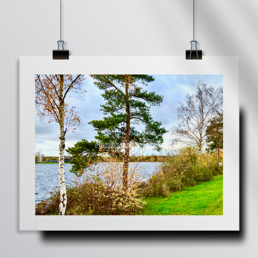 Trees Overlooking Lake - Lakeside Beauty