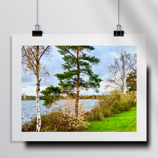Trees Overlooking Lake - Lakeside Beauty