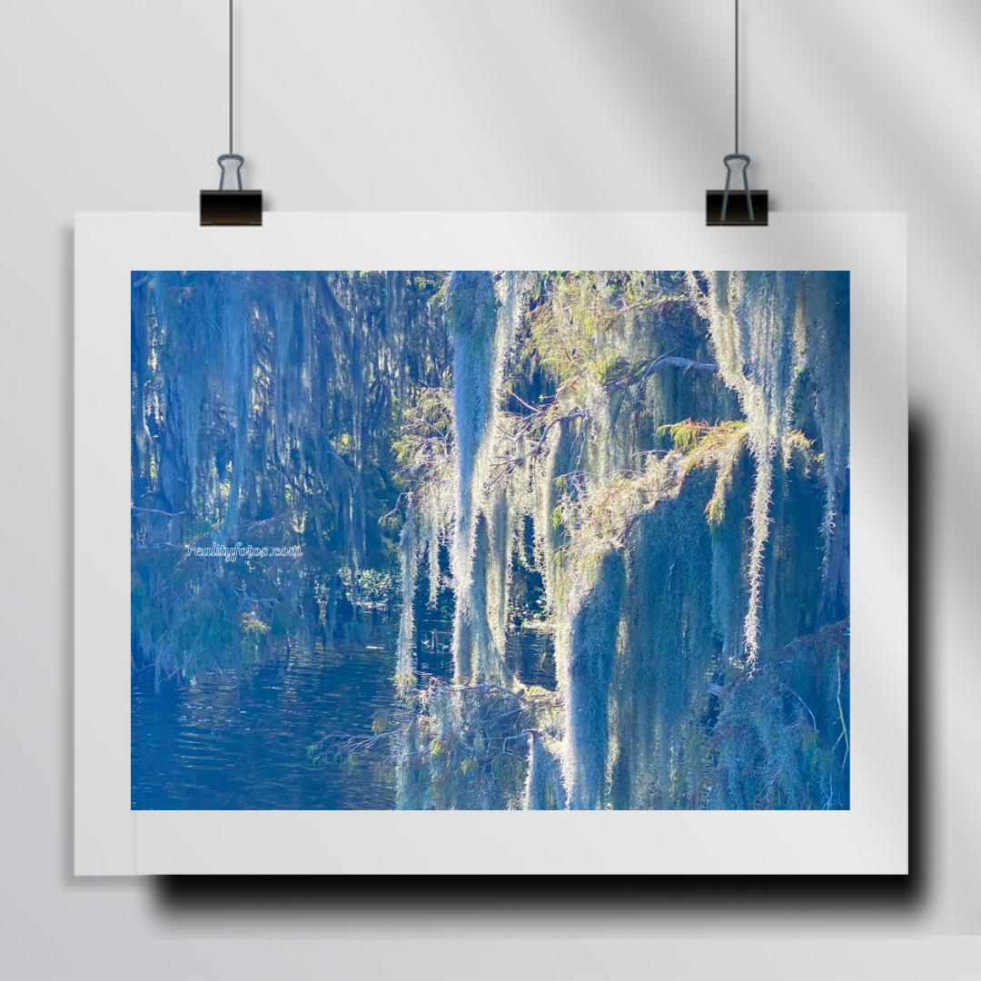 Mystical Spanish Moss Over Still Waters
