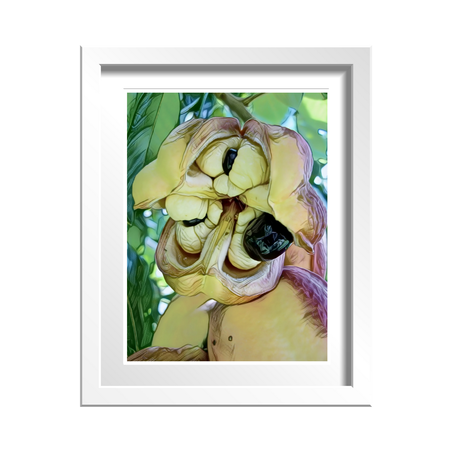 Ackee - Jamaica's National Fruit