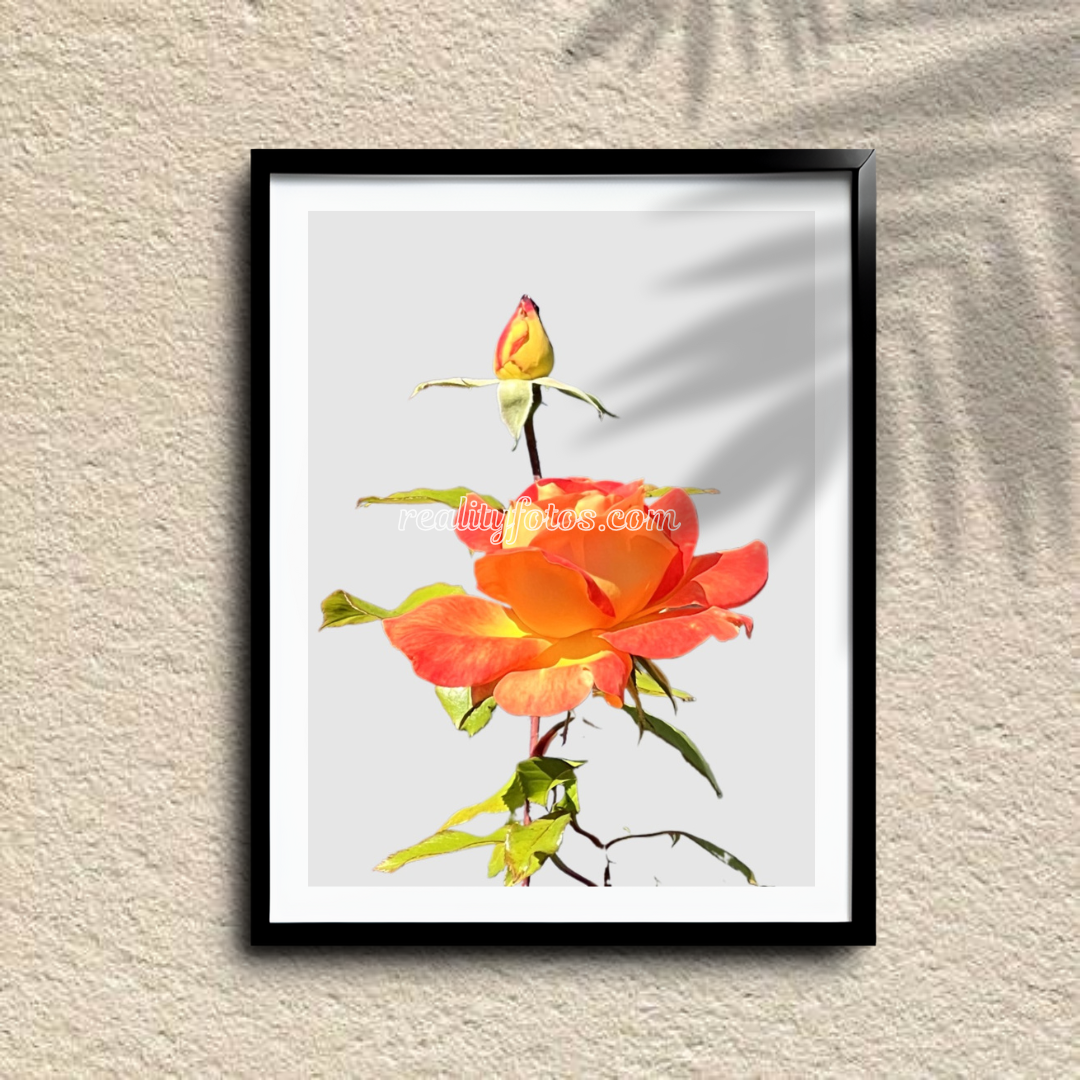 A Simple Rose - Promise in Bloom