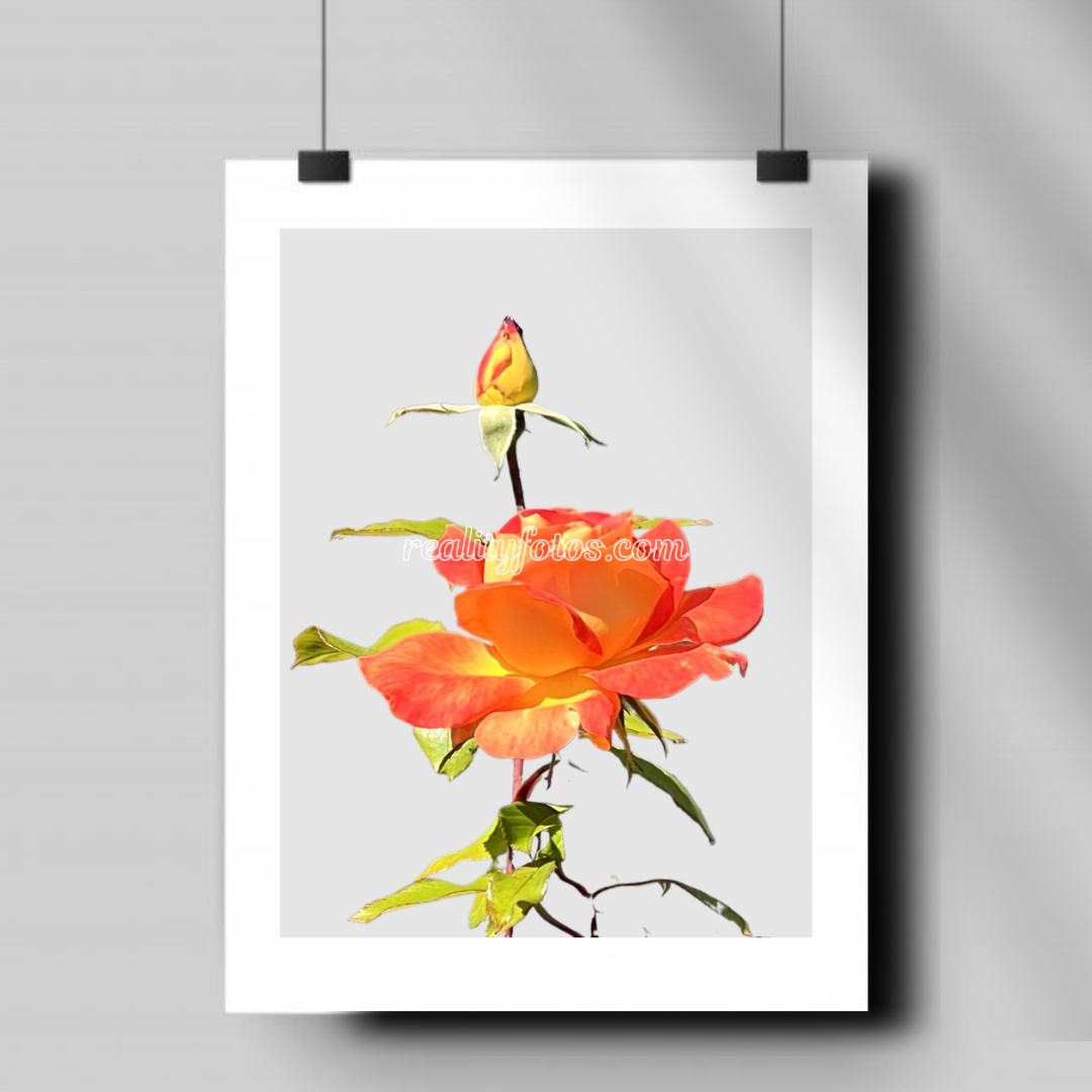 A Simple Rose - Promise in Bloom