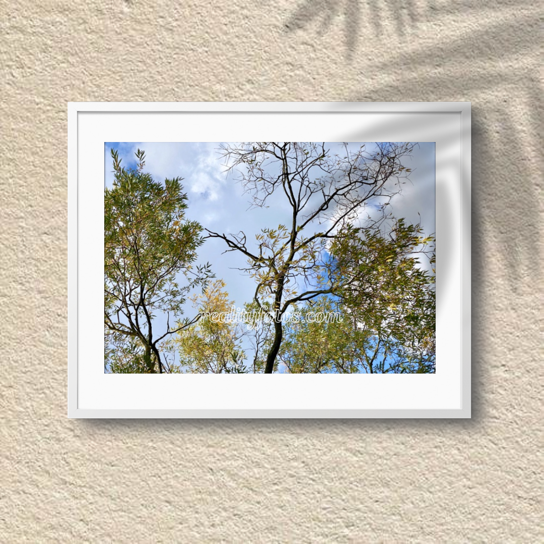 Autumn Canopy - Changing Leaves