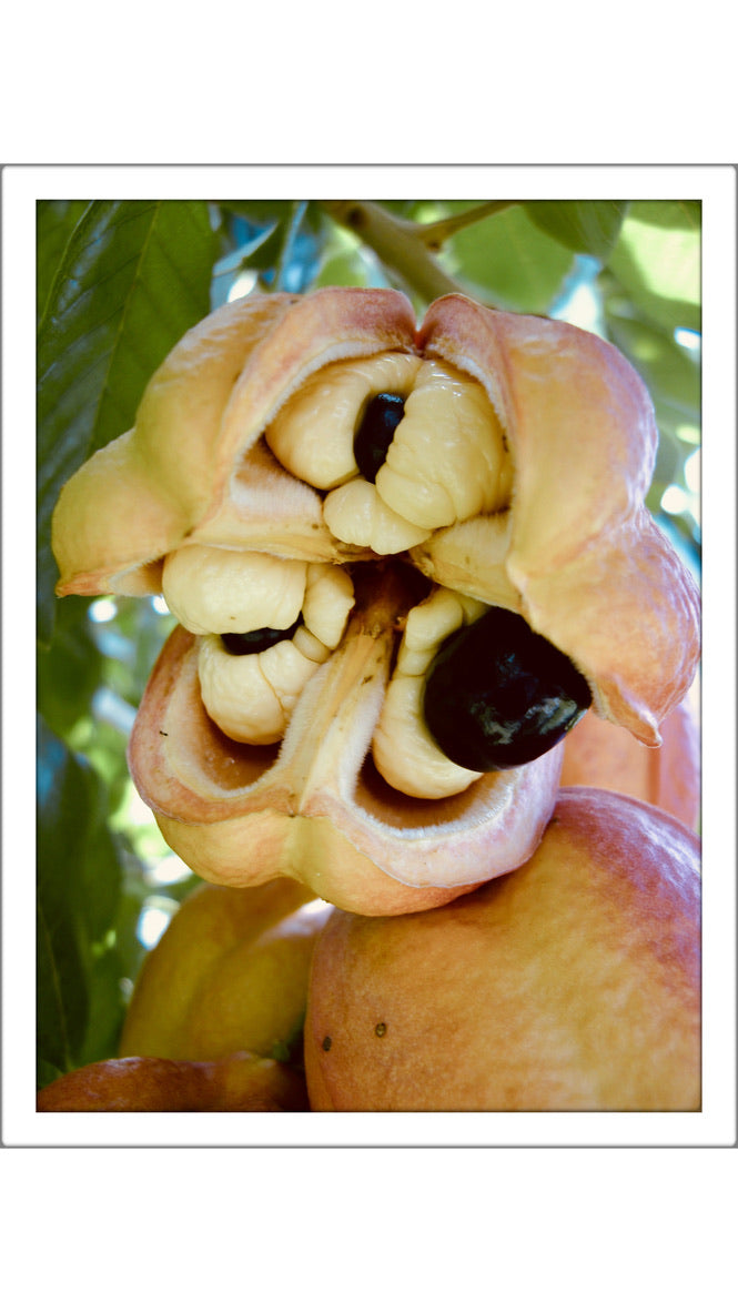 Ackee - Jamaica National Dish