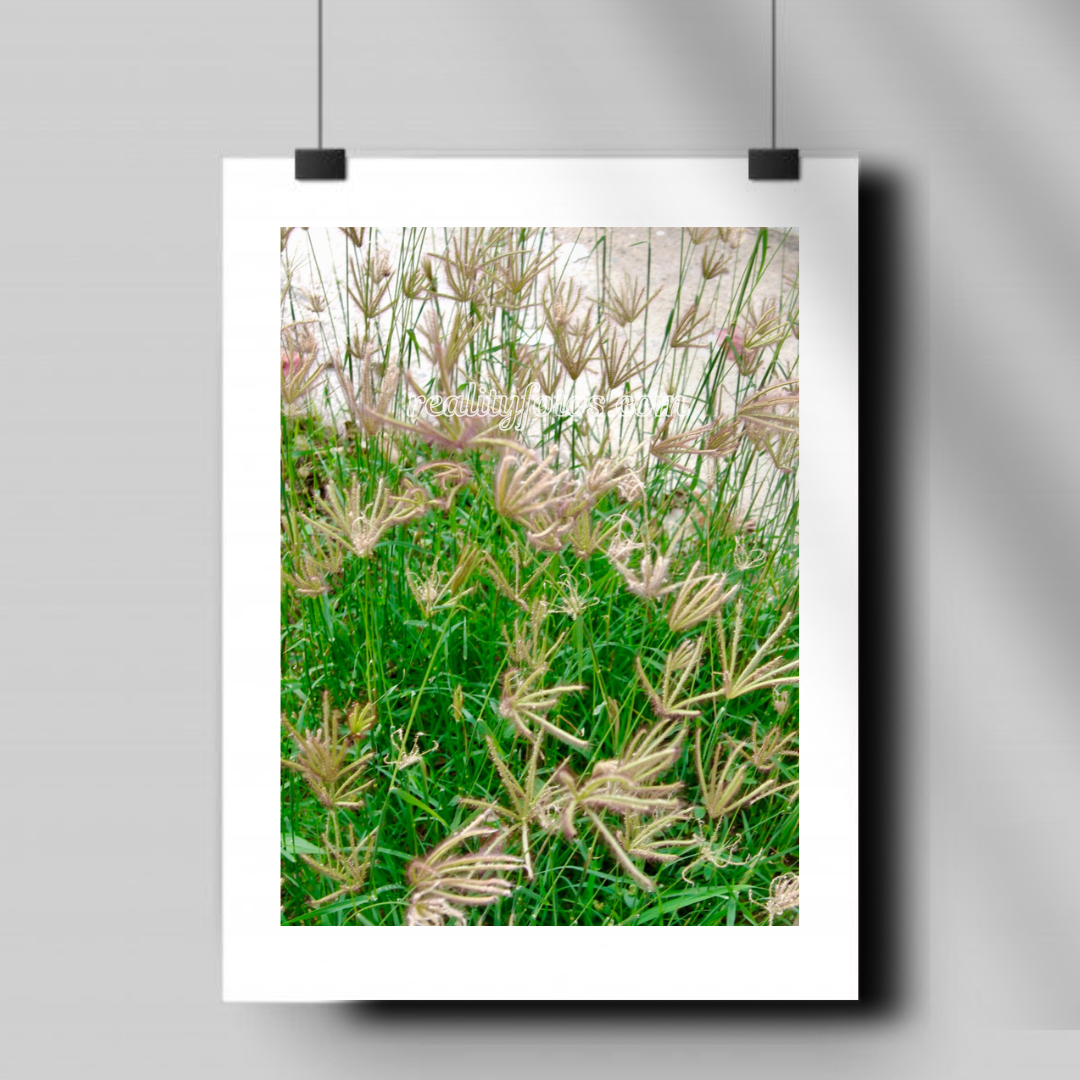 Feathery Flowers - Whispers in the Wind